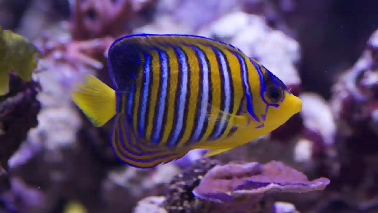 Angelfish