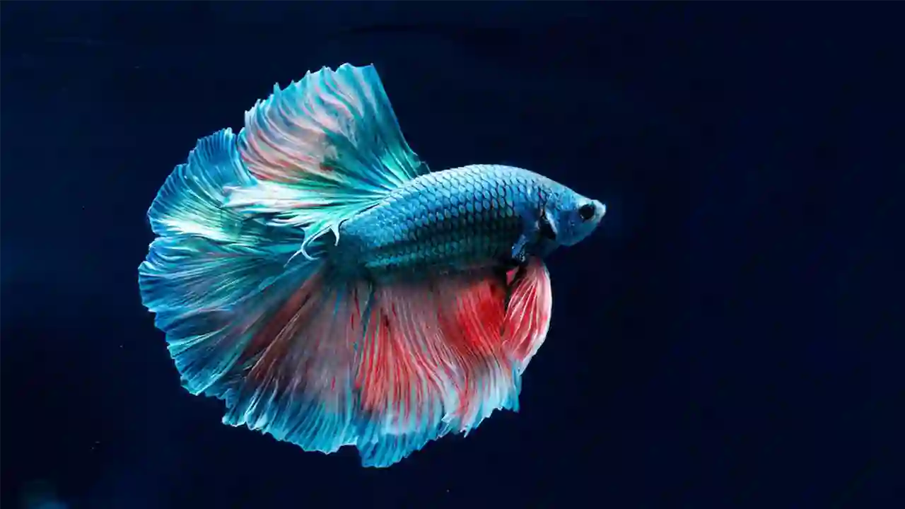 Betta Fish