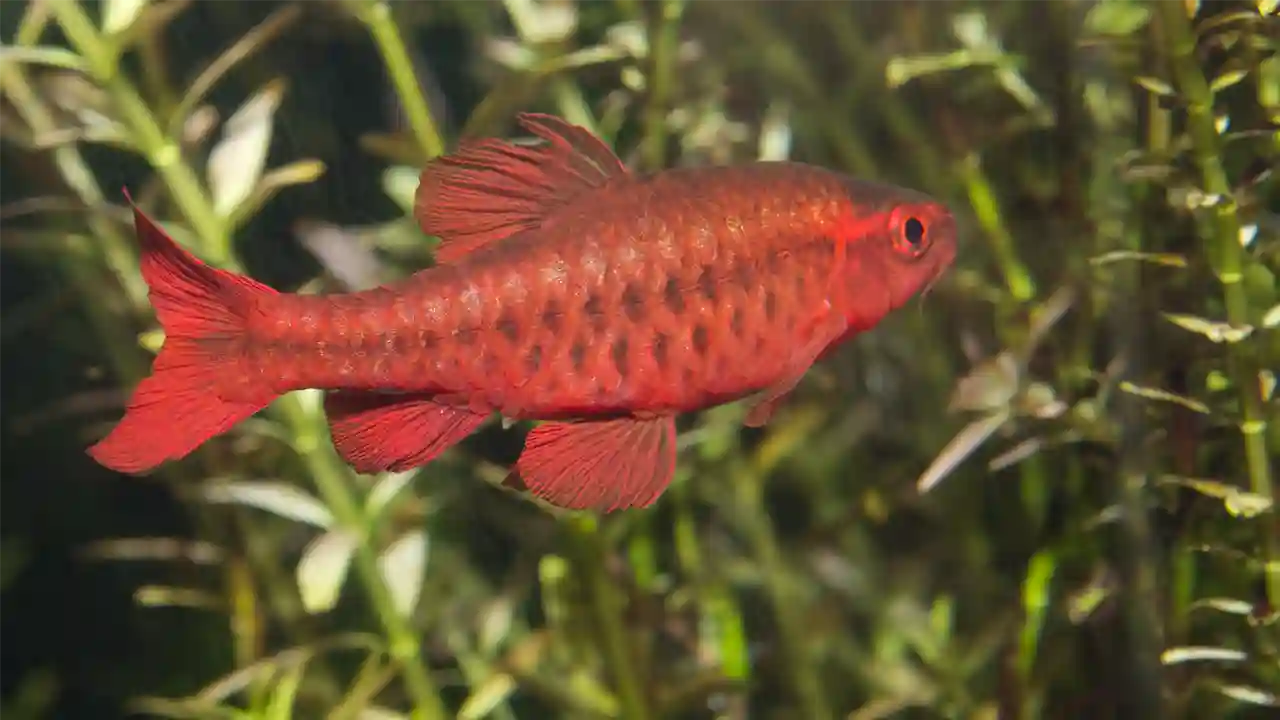 Cherry Barb Freshwater Fish