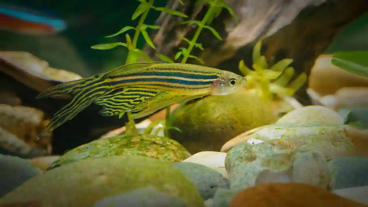 Danio Zebra Freshwater Fish
