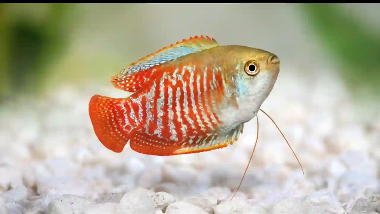 Dwarf gourami Fish