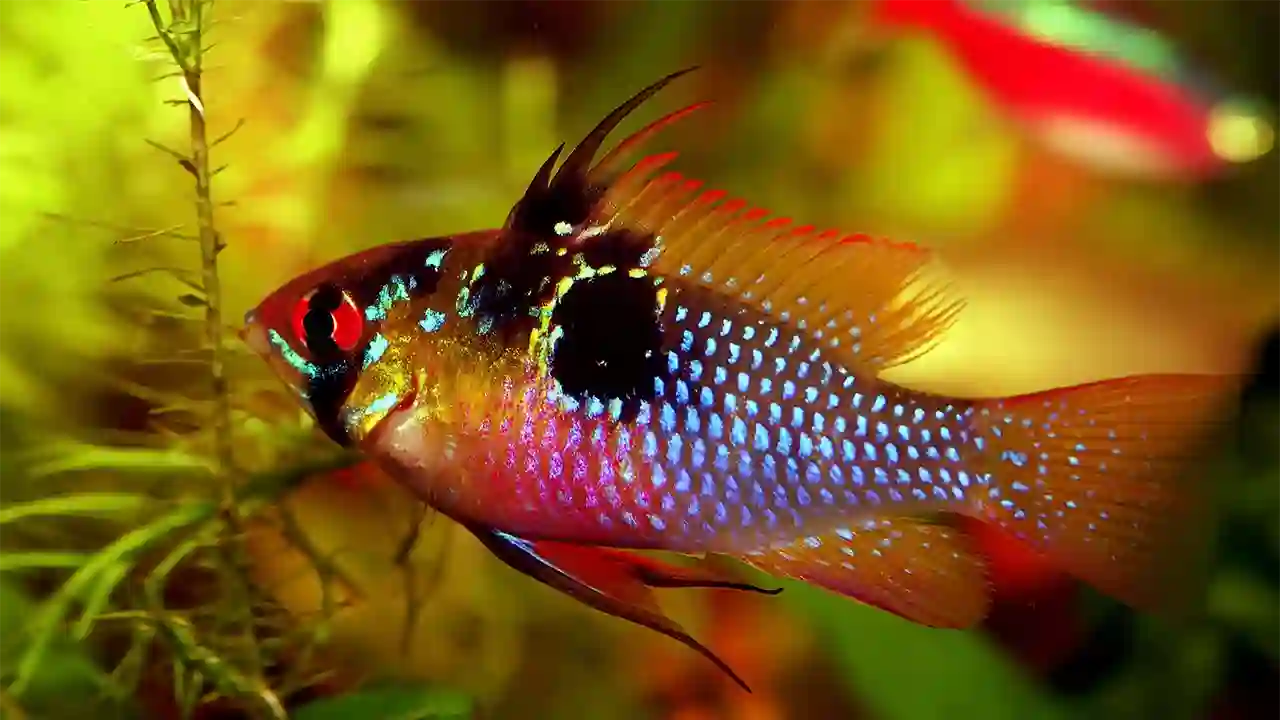 Blue Ram German Fish