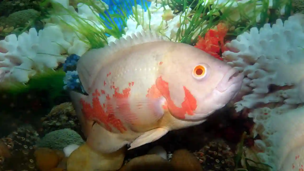 Oscar Freshwater Fish