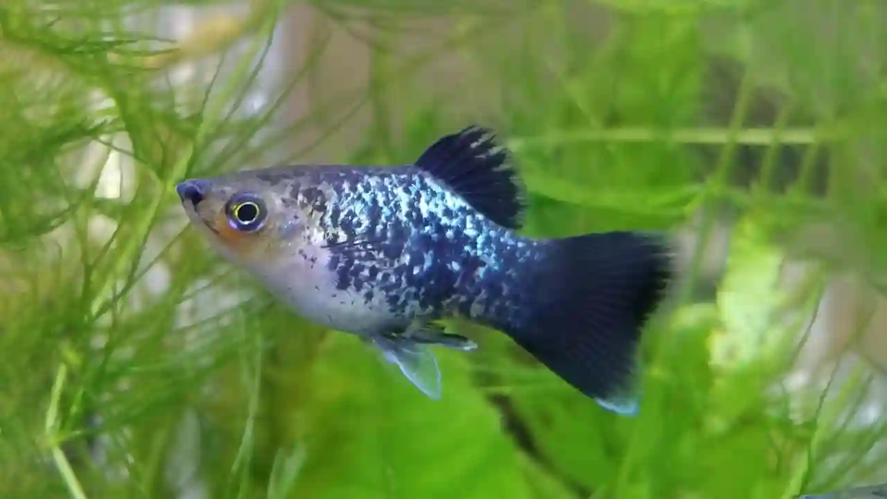 Platy Freshwater Fish
