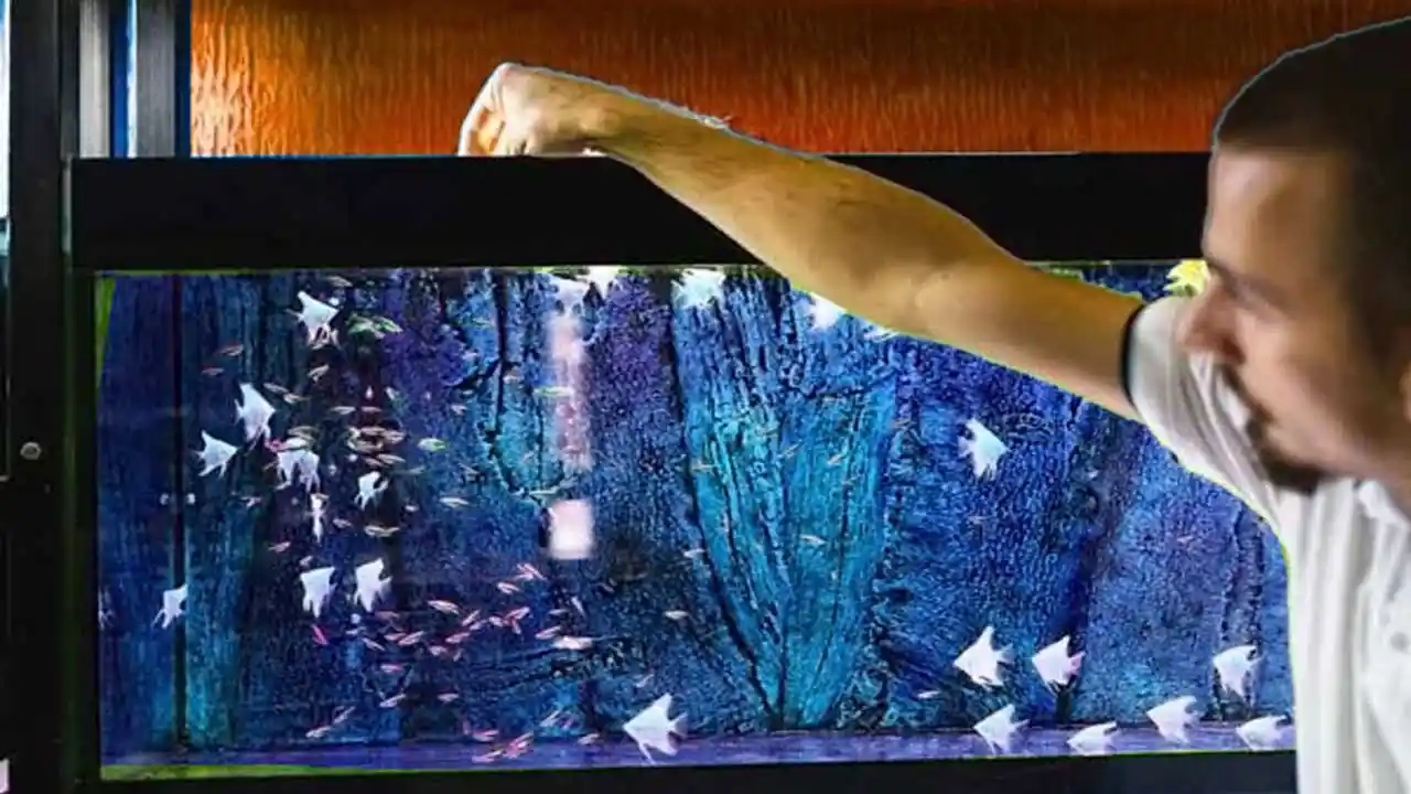 What and How to feed your baby freshwater fish in Aquarium 